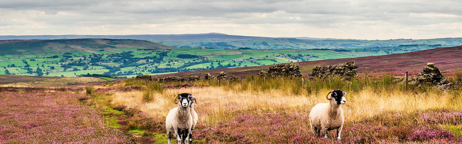 North Yorkshire